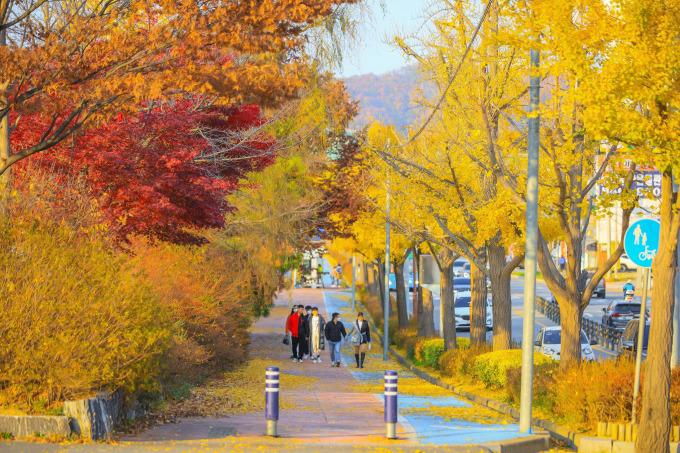 Hàng cây ngân hạnh (Ginko Tree) nằm ở phố Eunhaengnamu-gil, tỉnh North Gyeongsang, cách thủ đô Seoul hơn 200 km, mùa thu 2023. Ảnh: Visit Korea item